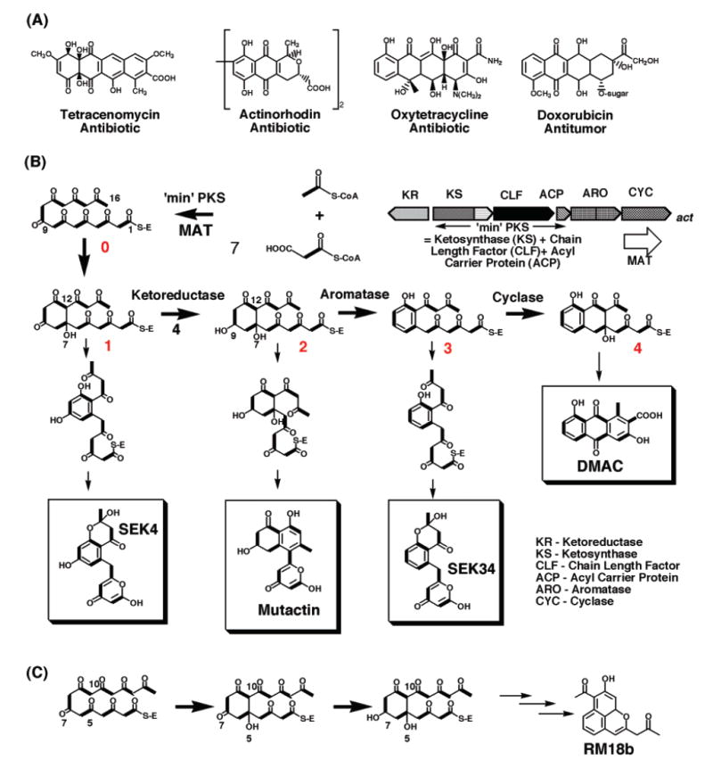 FIGURE 1