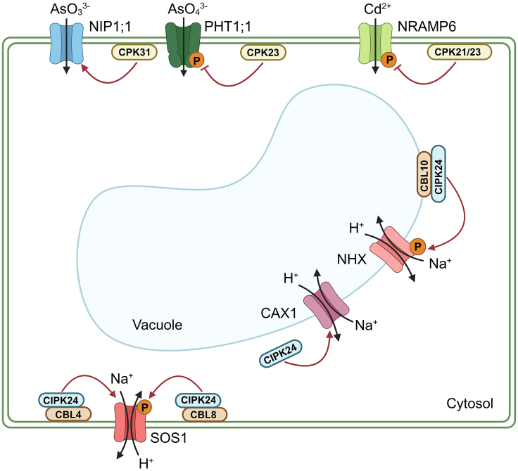 Figure 3