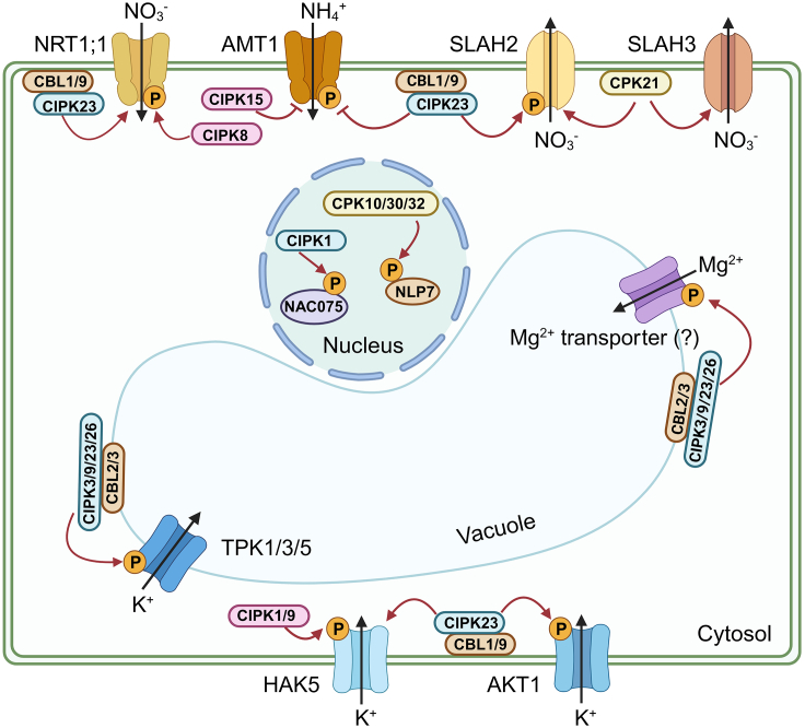 Figure 1