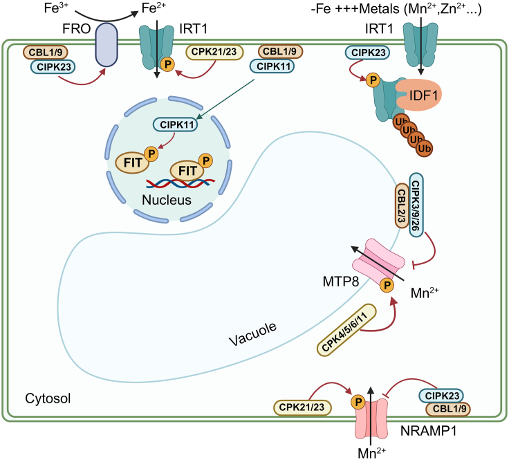 Figure 2