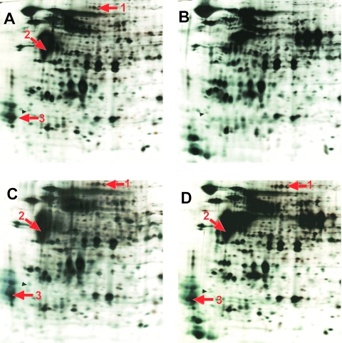 FIG. 3.