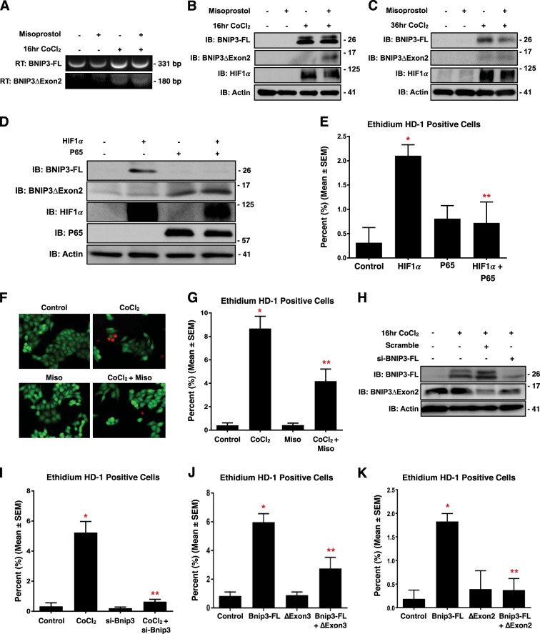 Fig. 3. HIF1α and P65 drive expression of pro-survival BNIP3 splice variants.