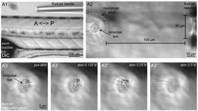 Figure 3: