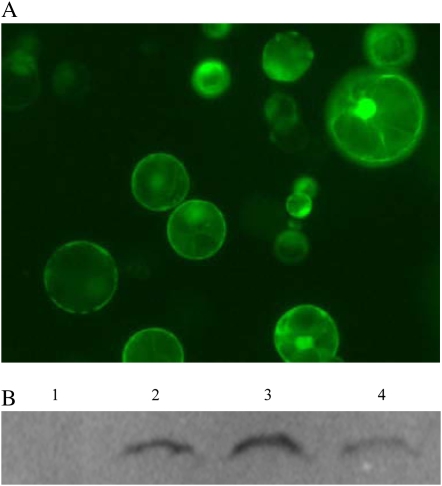 Figure 4.