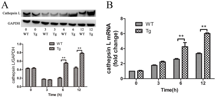 Fig 7