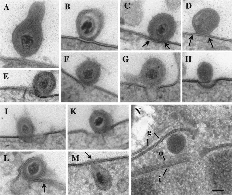 FIG. 1