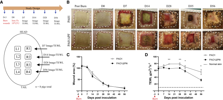 Figure 2