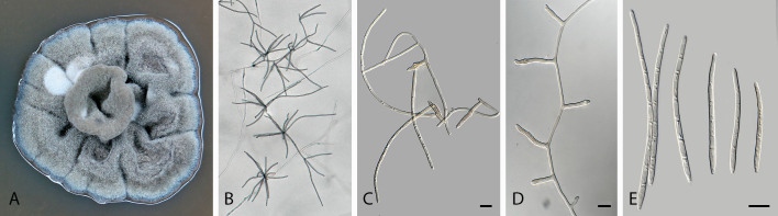 Fig. 33