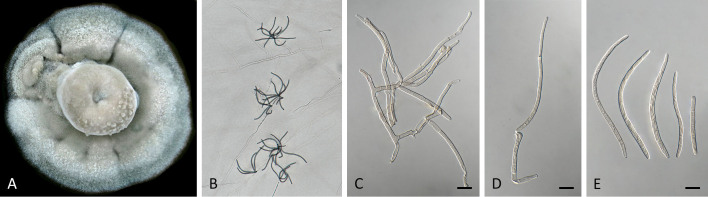 Fig. 39