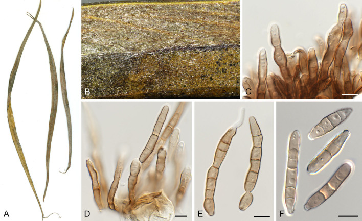 Fig. 20