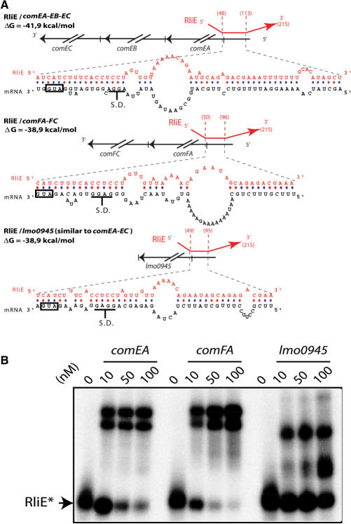 Figure 5.