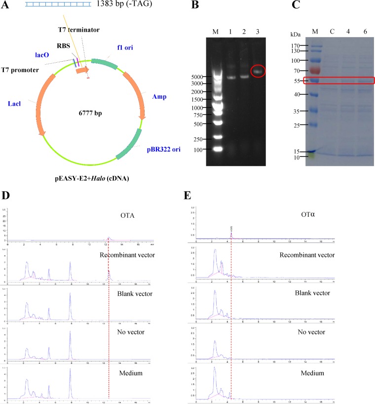 FIG 4