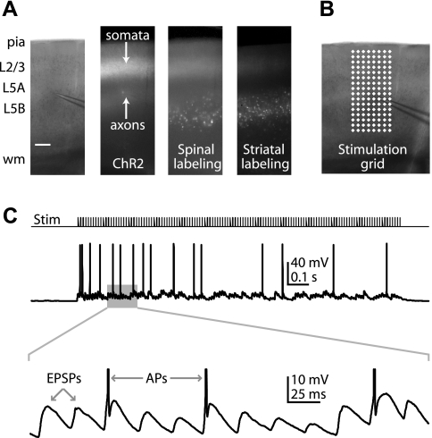 Fig. 10.