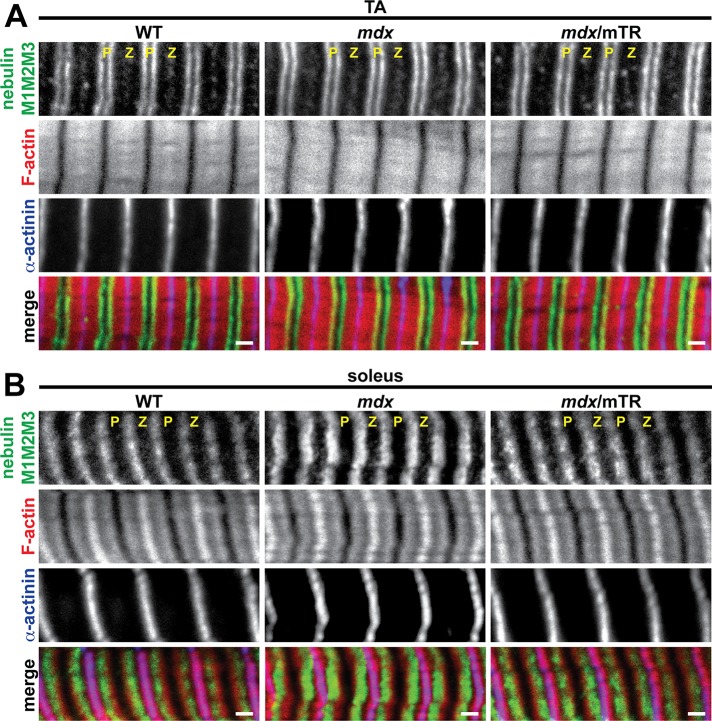 FIGURE 6: