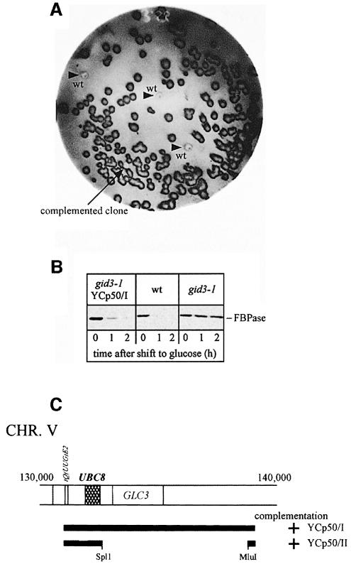 graphic file with name cdd229f1.jpg