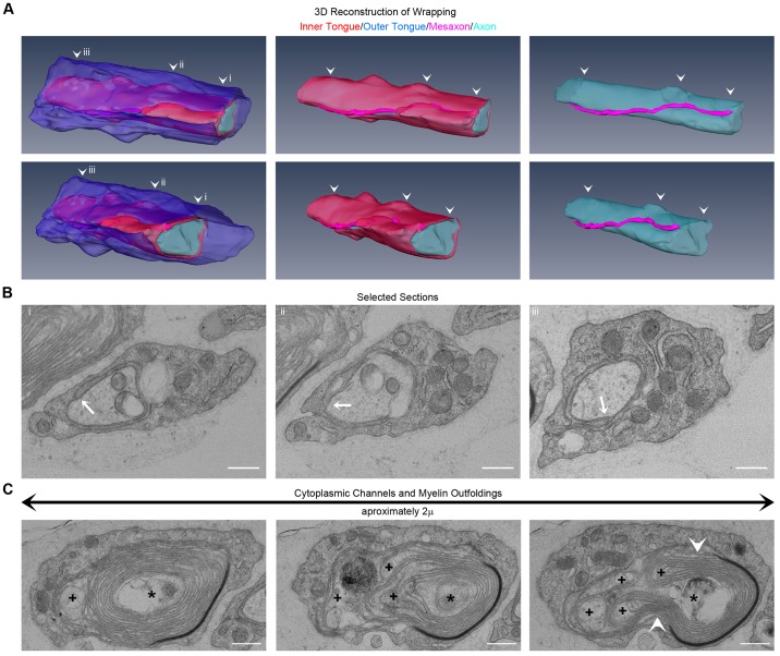 Fig. 7.