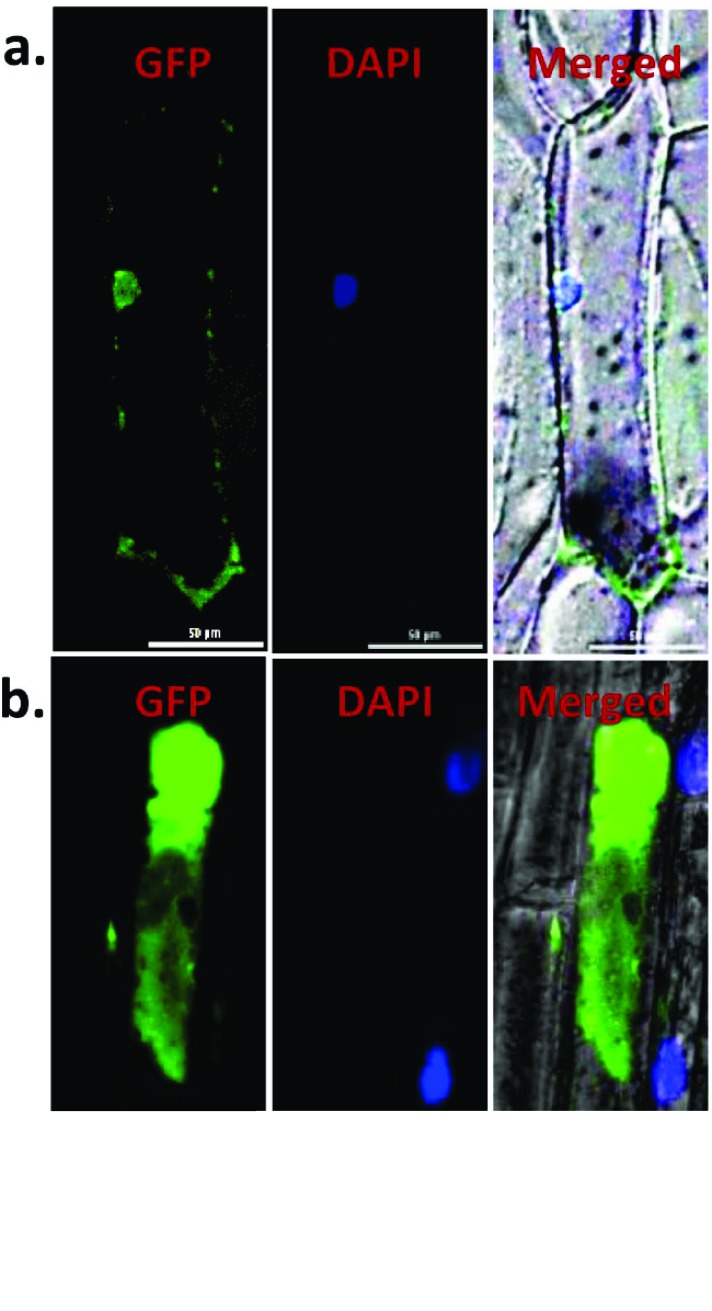 Fig. (4)