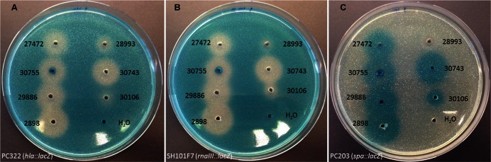 FIGURE 1