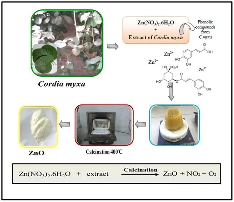 Fig. 1