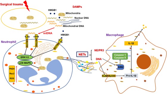 FIGURE 4