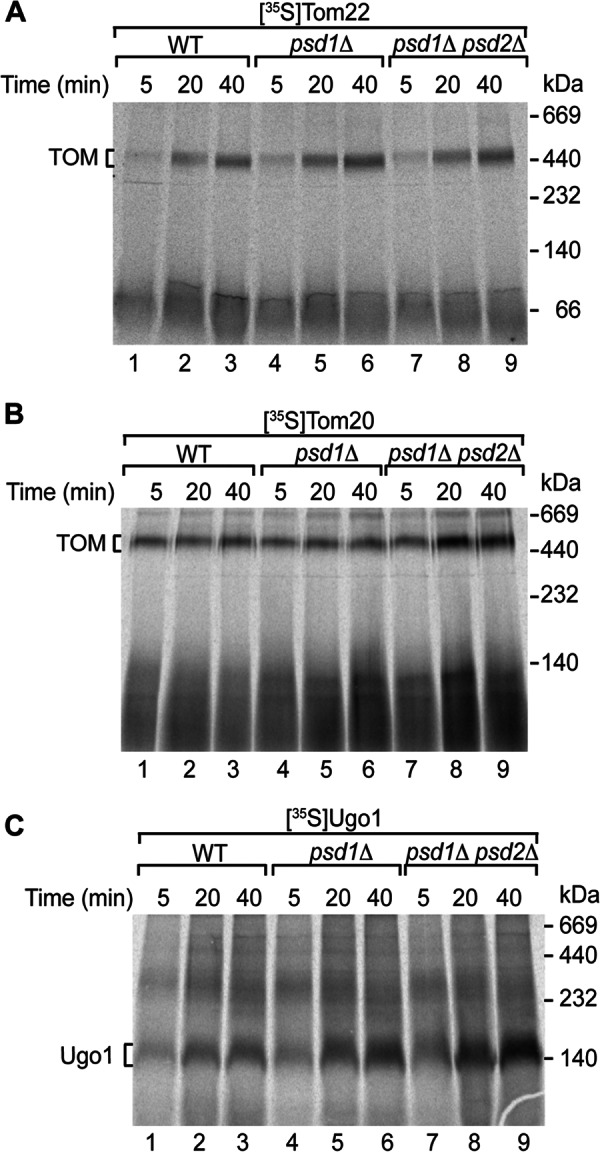 FIGURE 2.