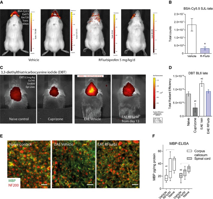 Blood-brain barrer disruption and myelin inflammation and destruction in the EAE model of multiple sclerosis in SJL and C57BL6/J mice