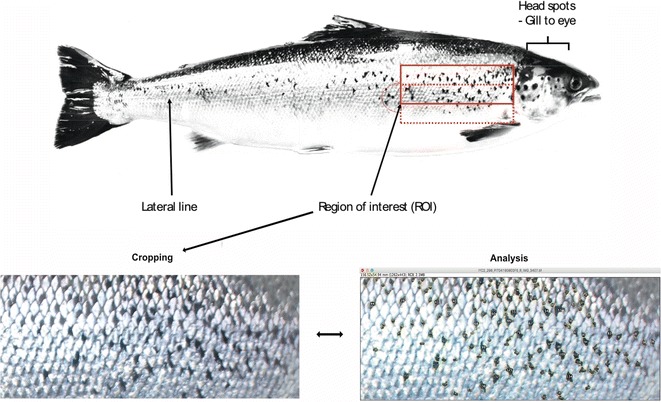 Fig. 3