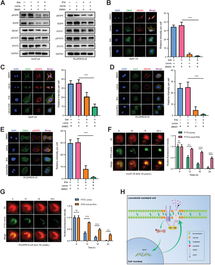 Figure 7. Lenvatinib combined with erlotinib effectively blocks the EGFR–STAT3–ABCB1 pathway. A, HuH7 LR strains were treated with DMSO, without lenvatinib (Lenva, 20 μmol/L), erlotinib (Erlo, 30 μmol/L), or the combination (Lenva, 3 μmol/L + Erlo, 10 μmol/L) for 48 hours. PLC/PRF/5 LR strains were treated with DMSO, with/without lenvatinib (Lenva, 30 μmol/L), Erlotinib (Erlo, 30 μmol/L), or the combination (Lenva, 10 μmol/L + Erlo, 10 μmol/L) for 48 hours. Western blotting was conducted to observe changes in the EGFR–STAT3–ABCB1 pathway. B–E, HuH7 LR (B, C) and PLC/PRF/5 LR (D, E) cells were treated with DMSO, lenvatinib, erlotinib, or the combination as the Western blotting experiment (A), fixed and stained with ABCB1, CAV1, and p-EGFR antibodies. The fluorescence signals were analyzed by using confocal microscopy. Representative images and the quantitation of relative fluorescence intensity are shown. n = 5 independent experiments. Scale bars, 15 μmol/L (F–G) LR strains were stained with DiI dye (red) at a working concentration of 10 μmol/L for 20 minutes. After rinsing with PBS, FITC-lenvatinib (green) at a concentration of 10 μmol/L was added to HuH7 and HuH7 LR cell media, and 20 μmol/L FITC-lenvatinib was added to PLC/PRF/5 and PLC/PRF/5 LR cell media. After 6 hours of treatment, the culture medium was replaced with fresh medium containing 10 μmol/L erlotinib and photographed every hour to observe the changes in FITC-lenvatinib enrichment in the cells. Representative images and the quantitation of relative fluorescence intensity are shown. n = 5 independent experiments. Scale bars, 20 μmol/L. H, Working model of the combination of lenvatinib and erlotinib eliminating lenvatinib resistance induced by EGFR–STAT3–ABCB1 axis activation in HCC. All the results are shown as the mean ± SD. One- or two-way ANOVA was used to analyze the data. *, P < 0.05; **, P < 0.01; ***, P < 0.001; ****, P < 0.0001.