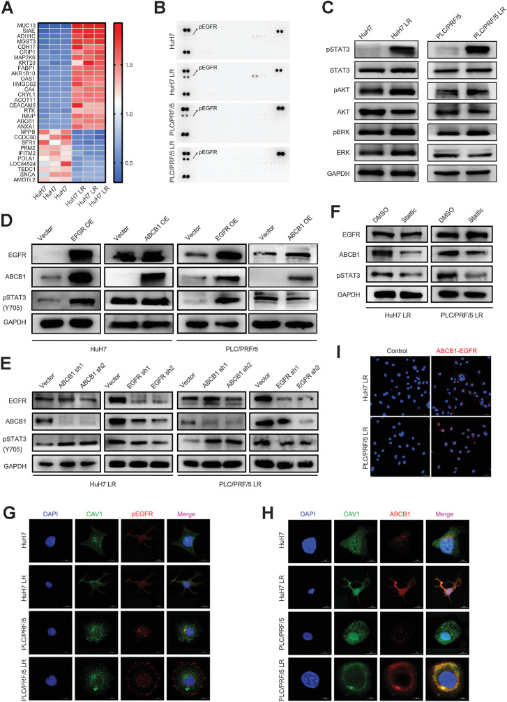 Figure 2. The EGFR–STAT3–ABCB1 axis is activated in LS strains. A, TMT proteome analysis was performed to analyze the proteins derived from HuH7 and HuH7 LR. The top 30 differently expressed proteins are showed in a heatmap, including 20 upregulated and 10 downregulated proteins. B, Phospho-RTK array of LS strains (HuH7 and PLC/PRF/5) versus LR strains (HuH7 LR and PLC/PRF/5 LR). The three spots at the top and bottom of the chips are the internal reference proteins. Positive spots indicated by arrows are p-EGFR. C, Western blot of the protein expression of the EGFR downstream pathway. D, HuH7 and PLC/PRF/5 cells transfected with EGFR or ABCB1 overexpression vector were analyzed for the activation of EGFR, p-STAT3, and ABCB1. E, Western blot of the protein expression on EGFR, p-STAT3, and ABCB1 after knockdown of EGFR or ABCB1 expression in LR-strains (HuH7 LR and PLC/PRF/5 LR). F, Western blot of the protein expression of EGFR, p-STAT3, and ABCB1 after LR strains (HuH7 LR and PLC/PRF/5 LR) were treated with or without Stattic (5 μmol/L) for 24 hours. G and H, CAV1 is a biomarker of lipid rafts. The cells were immunostained for EGFR or ABCB1 (red), CAV1 (green), and DNA (DAPI, blue). Representative fluorescence images of EGFR and ABCB1 anchored to lipid rafts are shown. Scale bars, 15 μmol/L (I) A proximity ligation assay (PLA) demonstrated that spatial colocalization existed between EGFR and ABCB1 (distance < 40 nm).