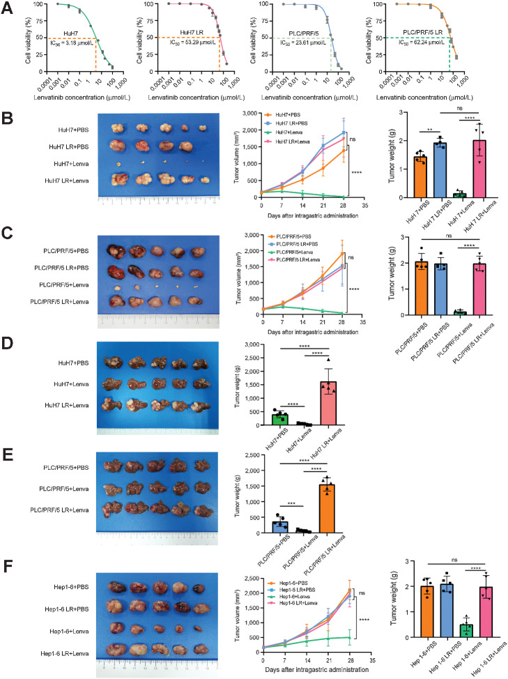 Figure 1. Establishment of LR cell models and mouse models. A, The IC50 value of HuH7, HuH7 LR, PLC/PRF/5, and PLC/PRF/5 LR cells via CCK-8. Each point on the dose–response curves represents 3 technical replicates. B and C, In subcutaneous xenograft mouse models, LS cells (HuH7 and PLC/PRF/5) and LR cells (HuH7 LR and PLC/PRF/5 LR) were implanted into the right flanks of BALB/c nude mice followed by treatment with PBS or lenvatinib (10 mg/kg/d) when the tumor reached a volume of approximately 100 mm3 in size. Tumor growth was measured every 7 days. After 28 days of treatment, the mice were sacrificed. Tumor appearance, tumor growth, and tumor weight are shown (D–E). In in situ xenograft mouse models, the tumors derived from subcutaneous xenograft mouse models were divided into 1-mm3 sections and implanted under the liver capsule of 4-week-old male BALB/C nude mice, followed by treatment with PBS or lenvatinib (10 mg/kg/d) after 2 weeks. On the 28th day of treatment, the mice were sacrificed. Tumor appearance and tumor weight are shown. F, A 1-mm3 tumor block of Hepa1-6 and Hepa1-6 LR cells (3-generation continuous screening) was subcutaneously implanted into the right posterior flanks of each 4-week-old male C57BL/6 mouse, followed by treatment with lenvatinib (10 mg/kg/d) when the tumor reached a volume of approximately 100 mm3 in size. After 28 days of treatment, the mice were sacrificed. The tumor appearance, tumor growth, and tumor weight are shown. All the results are shown as mean ± SD (n = 5). One- or two-way ANOVA was used to analyze the data. *, P < 0.05; **, P < 0.01; ***, P < 0.001; ****, P < 0.0001.