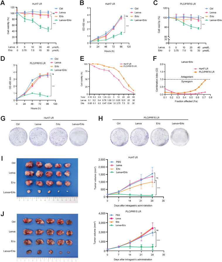 Figure 6. Lenvatinib in combination with erlotinib has a synergistic effect on LR strains. A and B, HuH7 LR and PLC/PRF/5 LR strains were treated with the indicated concentration of erlotinib, lenvatinib alone, or their combination for 48 hours. Cells were then subjected to a CCK-8 assay to determine cell viability. C and D, HuH7 LR and PLC/PRF/5 LR strains were treated with the indicated concentration of lenvatinib, erlotinib alone, or their combination. Cells were then subjected to a CCK-8 assay to determine cell viability at the indicated time points. E and F, HuH7 LR and PLC/PRF/5 LR strains were treated with the indicated concentrations of lenvatinib and erlotinib for 48 hours. Cells were then subjected to a CCK-8 assay to determine cell viability, and the CI was determined. G and H, HuH7 LR and PLC/PRF/5 LR strains were treated with lenvatinib, erlotinib alone, or in combination. The remaining cells were stained after 14 days. I and J, Tumor appearance and tumor growth curves of subcutaneous implantation models of the HuH7 LR strain (I) and PLC/PRF/5 LR strain (J). When the tumor volume reached approximately 100 mm3, the mice were treated with PBS, lenvatinib (Lenva, 10 mg/kg), erlotinib (Erlo, 10 mg/kg), or their combination. All the results are shown as the mean ± SD. Two-way ANOVA was used to analyze the data. *, P < 0.05; **, P < 0.01; ***, P < 0.001; ****, P < 0.0001.