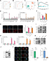 Figure 3. EGFR activates ABCB1 in a lipid raft–dependent manner. A and B, All differentially expressed genes were sorted in descending order by fold change and the normalized enrichment score (NES) was calculated for each gene set using the functional gene sets in MSigDB (literature vs. databases containing signaling pathways, physiologic function and spatial structure, etc.). C and D, A total of 112 upregulated gene sets and 128 downregulated gene sets were obtained. NES > 1.0 or < 1.0, P < 0.05 was considered significant. (The NESs for lipid rafts and CAV1 were 2.2 and 2.3, respectively, suggesting functional enrichment in the LR group). E, qPCR results for the mRNA expression of the key enzymes in the lipid metabolic pathway in LS and LR strains. F, Total cellular cholesterol determination of LS and LR strains. G, Cholesterol staining in drug-resistant and drug-sensitive strains. Filipin III is a cholesterol-specific fluorescent dye (blue) and DiI is a membrane-structured fluorescent dye used for cells (red). H, qPCR results for the mRNA expression of CAV1, FLOT1, EGFR, and ABCB1 in LS and LR strains. I, Western blot of EGFR, p-EGFR, CAV1, and ABCB1 expression in LS strains (HuH7 and PLC/PRF/5) versus LR strains (HuH7 LR and PLC/PRF/5 LR). J and K, Western blot of lipid raft markers (J) and protein levels of EGFR and ABCB1 on lipid rafts (K). L, Representative IF images and quantitation for ABCB1 (red), CAV1 (green), and DNA (DAPI, blue) after treatment with PBS or MβCD. n = 5 independent experiences. Scale bars, 15 μmol/L. All the results are shown as the mean ± SD. Two-tailed Student t test and one- or two-way ANOVA were used to analyze the data. *, P < 0.05; **, P < 0.01; ***, P < 0.001; ****, P < 0.0001.