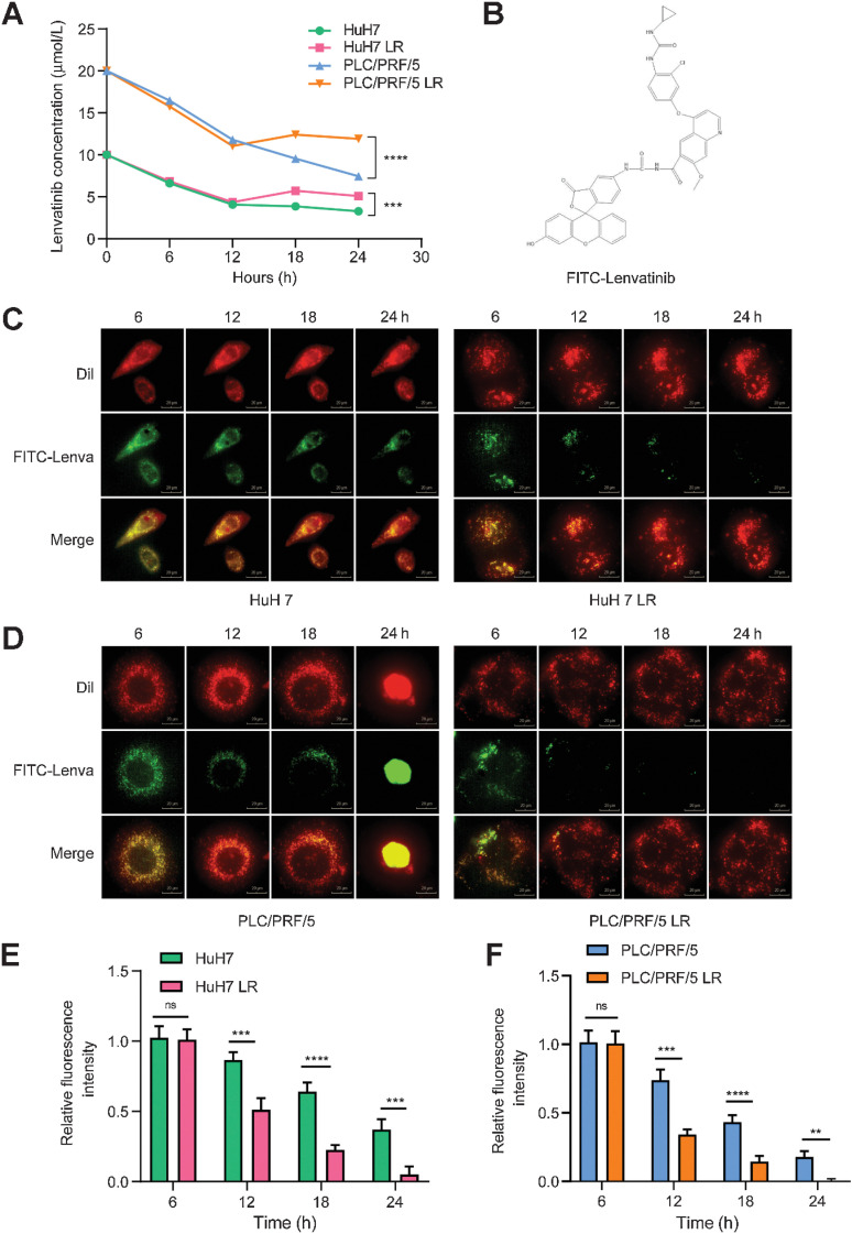 Figure 5. Activation of the EGFR–STAT3–ABCB1 axis mediates lenvatinib resistance via drug exocytosis. A, Lenvatinib concentrations in cell culture media were determined. A concentration of 10 μmol/L lenvatinib was added to HuH7 and HuH7 LR cell media, and a concentration of 20 μmol/L of lenvatinib was added to PLC/PRF/5 and PLC/PRF/5 LR cell media. The concentration of lenvatinib in the cell supernatant was measured every 6 hours after drug addition. B, Molecular structure formula of FITC-lenvatinib (molecular weight 784.18 g/mol). C and D, Lenvatinib exocytosis assay for LS and LR strains. The LS and LR strains were stained with DiI dye (red) at a working concentration of 10 μmol/L for 20 minutes. After rinsing with PBS, FITC-lenvatinib (green) at a concentration of 10 μmol/L was added to HuH7 and HuH7 LR cell media, and 20 μmol/L FITC-lenvatinib was added to PLC/PRF/5 and PLC/PRF/5 LR cell media. After 6 hours of treatment, the culture medium was replaced by fresh medium without FITC-lenvatinib and photographed every hour to observe the change of FITC-lenvatinib enrichment in the cells. Scale bars, 20 μmol/L. E and F, Histograms displaying the relative fluorescence intensity of FITC-lenvatinib (green). n = 5 independent experiments. All the results are shown as the mean ± SD. Two-way ANOVA was used to analyze the data. *, P < 0.05; **, P < 0.01; ***, P < 0.001; ****, P < 0.0001.