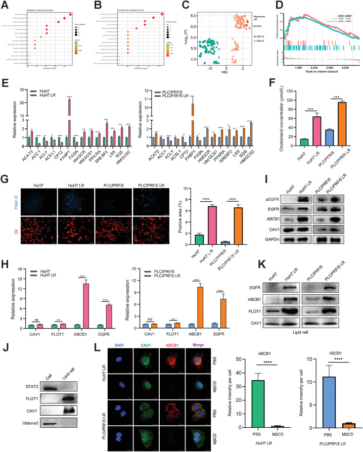 Figure 3. EGFR activates ABCB1 in a lipid raft–dependent manner. A and B, All differentially expressed genes were sorted in descending order by fold change and the normalized enrichment score (NES) was calculated for each gene set using the functional gene sets in MSigDB (literature vs. databases containing signaling pathways, physiologic function and spatial structure, etc.). C and D, A total of 112 upregulated gene sets and 128 downregulated gene sets were obtained. NES > 1.0 or < 1.0, P < 0.05 was considered significant. (The NESs for lipid rafts and CAV1 were 2.2 and 2.3, respectively, suggesting functional enrichment in the LR group). E, qPCR results for the mRNA expression of the key enzymes in the lipid metabolic pathway in LS and LR strains. F, Total cellular cholesterol determination of LS and LR strains. G, Cholesterol staining in drug-resistant and drug-sensitive strains. Filipin III is a cholesterol-specific fluorescent dye (blue) and DiI is a membrane-structured fluorescent dye used for cells (red). H, qPCR results for the mRNA expression of CAV1, FLOT1, EGFR, and ABCB1 in LS and LR strains. I, Western blot of EGFR, p-EGFR, CAV1, and ABCB1 expression in LS strains (HuH7 and PLC/PRF/5) versus LR strains (HuH7 LR and PLC/PRF/5 LR). J and K, Western blot of lipid raft markers (J) and protein levels of EGFR and ABCB1 on lipid rafts (K). L, Representative IF images and quantitation for ABCB1 (red), CAV1 (green), and DNA (DAPI, blue) after treatment with PBS or MβCD. n = 5 independent experiences. Scale bars, 15 μmol/L. All the results are shown as the mean ± SD. Two-tailed Student t test and one- or two-way ANOVA were used to analyze the data. *, P < 0.05; **, P < 0.01; ***, P < 0.001; ****, P < 0.0001.