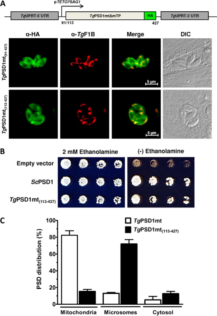 FIGURE 4.