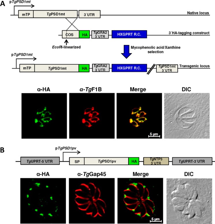 FIGURE 2.