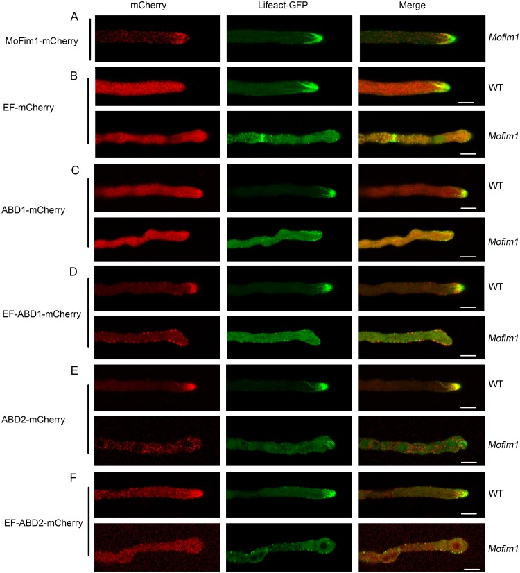 Fig 6