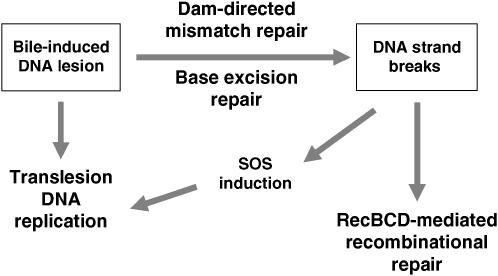 Figure 3.—