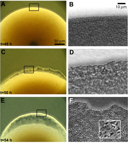 FIG 4 