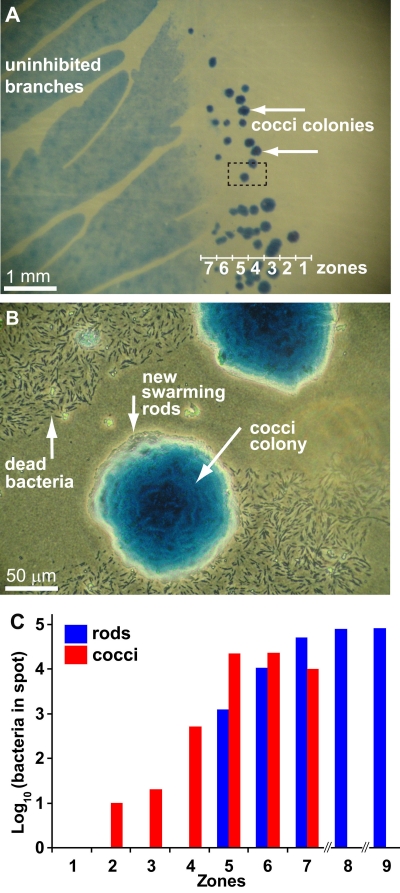 FIG 2 