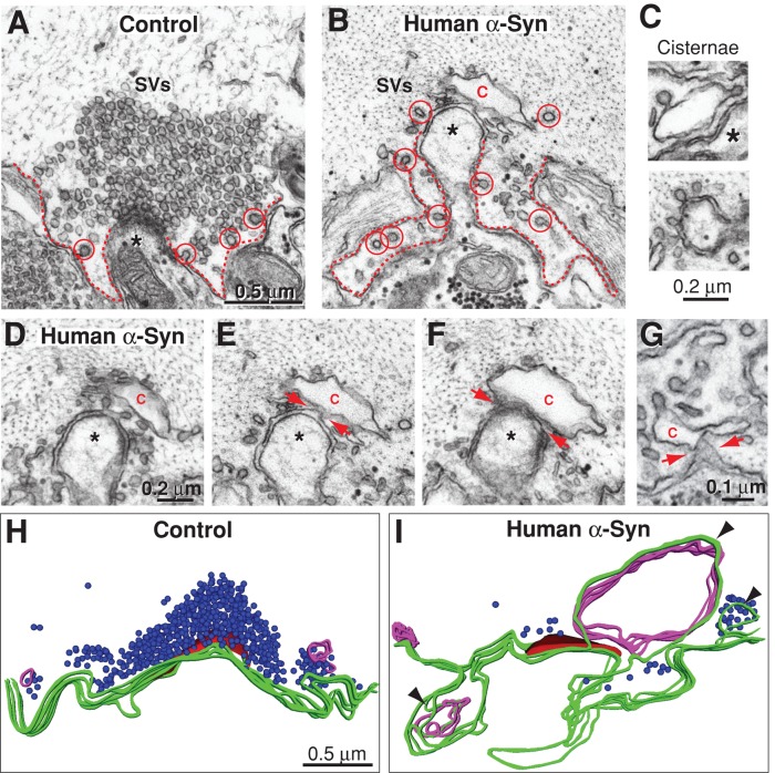 FIGURE 6: