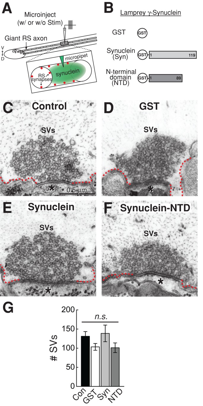 FIGURE 3: