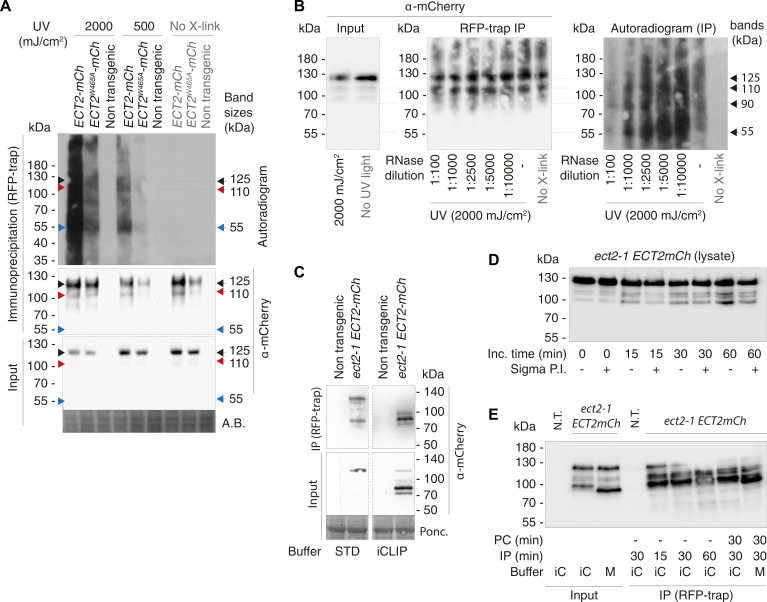 Figure 3—figure supplement 1.