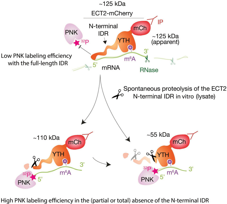 Figure 3—figure supplement 2.