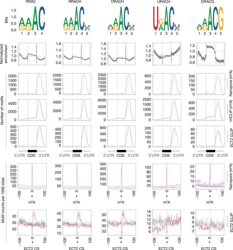 Figure 5—figure supplement 3.