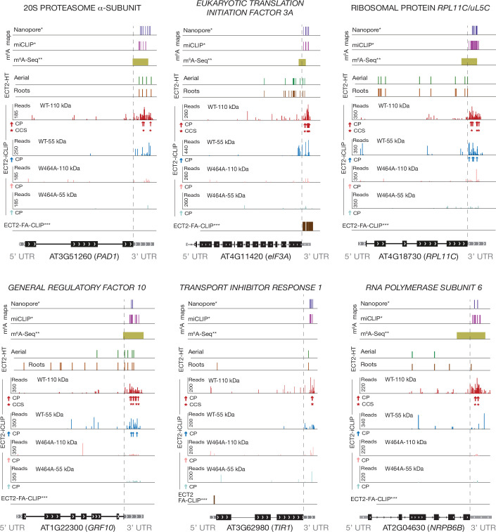 Figure 4—figure supplement 1.