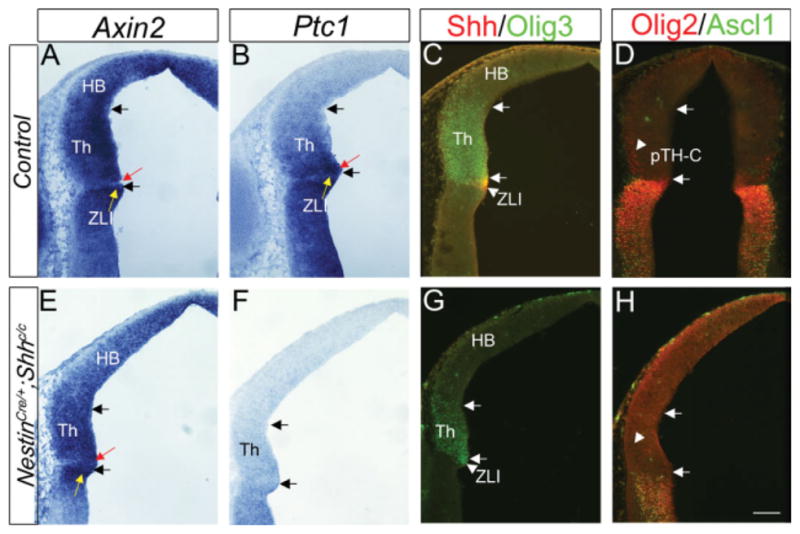 Fig. 8