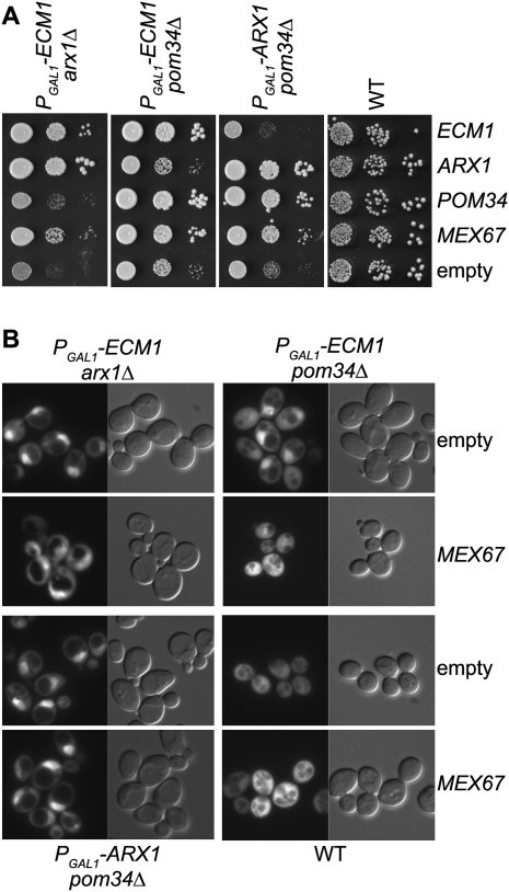 FIGURE 7.