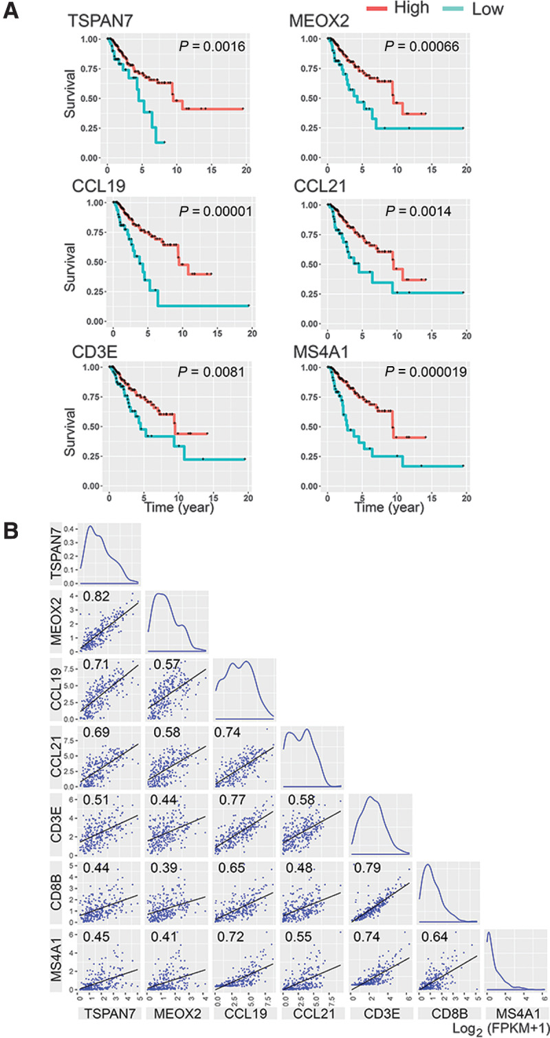 Figure 7. Prolonged breast cancer survival is associated with high transcript counts of HEV signature genes in the tumor. A, The survival of 263 stage III and IV breast cancer patients was analyzed using data from TCGA. The survival data were classified into two patient groups based on the abundance of transcript of the gene of interest in each patient's tumor. The gene-expression cutoff for the patient classification was determined as the FPKM value of the gene that yields maximal separation of survival curves between the two patient groups at the lowest P value. The cutoff FPKM for each gene was: TSPAN7 = 0.88, MEOX2 = 0.52, CCL19 = 2.07, CCL21 = 0.96, CD3E = 2.3, and MS4A1 = 0.06. B, A correlation matrix of HEV-associated genes and lymphocyte markers. The correlation matrix of five HEV-associated genes and T-cell/B-cell markers was created using the bulk RNA-seq data of 263 breast cancer patients in TCGA database. The correlation coefficient of each comparison is indicated in the graph. The X and Y axes indicate mRNA levels of the genes described as log2 (FPKM + 1). P < 1×10–8 for all correlations.