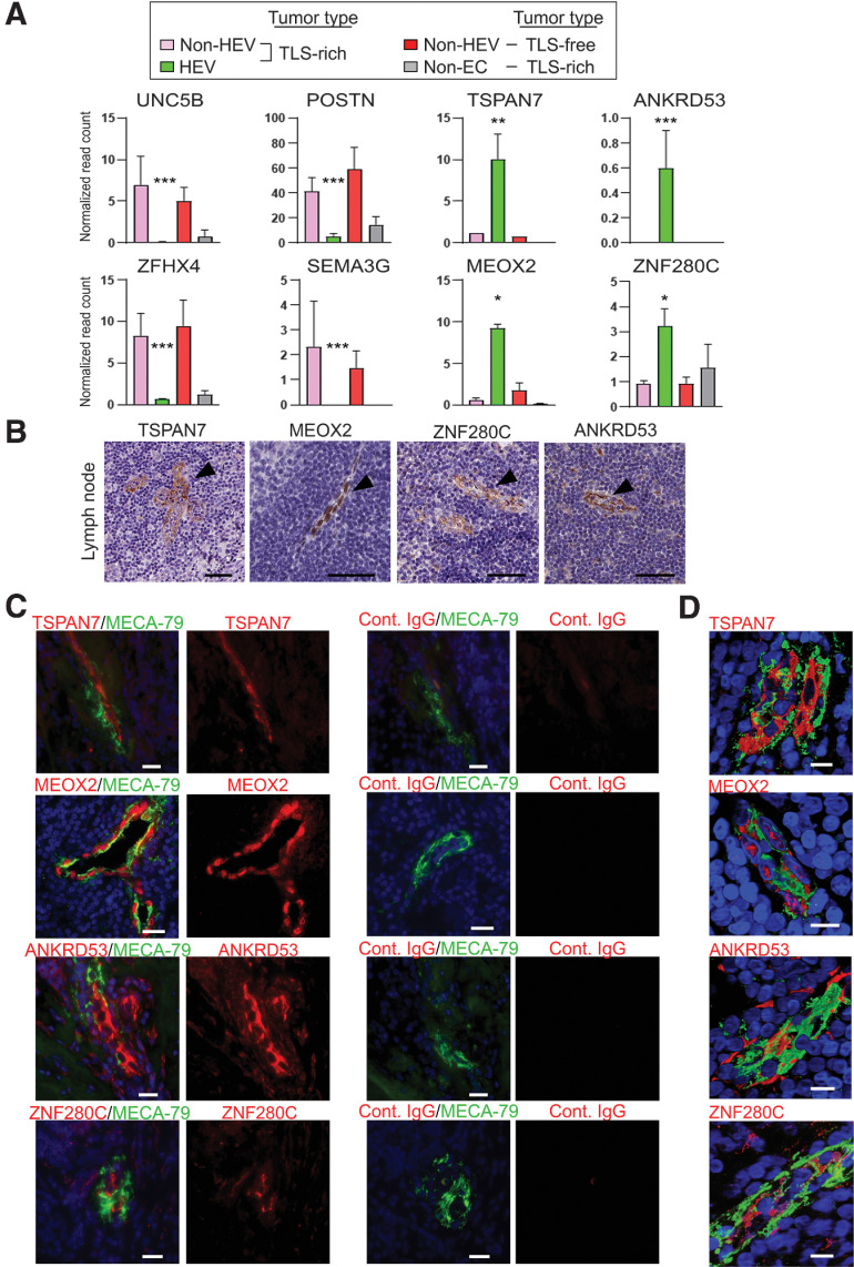 Figure 4. Unique gene-expression pattern of intratumoral HEVs. A, Normalized read counts of eight individual genes are shown. The data were generated using the RNA-seq data generated as outlined for Fig. 2. Adjusted P values for the comparison between the three tumor vessel types (n = 4 for each EC type, n = 2 for non-EC). Y-axis, normalized read count × 1/100. Data are presented as means ± SEM. *, Padj < 0.05; **, Padj < 0.01; ***, Padj < 0.001; error bar: SEM. B, Expression of the proteins encoded by the four genes in A in human lymph nodes is shown in the images obtained from the Human Protein Atlas. Arrowheads, lymph node HEVs. Scale bar, 50 µm. C, Immunofluorescence staining of breast cancer TLS to validate the protein expression of four genes that were found upregulated in intratumoral HEVs by RNA-seq analysis (A). MECA-79 (green), TSPAN7, MEOX2, ANKRD53, or ZNF280C (red), Hoechst nuclear staining (blue). MECA-79+ vessels stained with each isotype-matched control IgG are shown on the right. Ten tumor sections were examined. Scale bar, 50 µm. D, Confocal microscopy to analyze costaining of HEVs with MECA-79 (green) and TSPAN7, MEOX2, ANKRD53, or ZNF280C (red) in 3-D images reconstructed from ≥ 45 Z-sections. Hoechst (blue). MEOX2 is a transcription factor and shows nuclear staining. Scale bar, 10 µm.